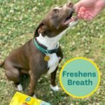 Chippin Plant-Based Spirulina Healthy Supplement & Dog Treat (5oz, 1-Pack) | Stop Grass Eating | Hypoallergenic, Chicken-Free Vegan Protein | 100% Made in USA - Image 7