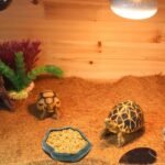 SLSON Reptile Feeder Terraium Bowl Plastic Shallow Reptile Feeder for Food and Water Feeding Dish for Lizard Gecko Bearded Dragon - Image 3