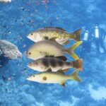 ZENFUN Set of 4 Fake Fish Artificial Fish Models, 11 in Rubber Fish Plastic Lifelike Sea Fish Set, Pretend Realistic Fake Fishes for Photography Props, Party Display, Kitchen Decor - Image 9