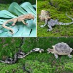 Toymany Reptile Animal Figurine Toys Set, 12 PCS Desert Amphibians Animal Figures with Komodo Dragon Lizard Snake Chameleon Rainforest Cold Blooded Animals Figures Party Favor for Kids - Image 4