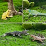 Toymany Reptile Animal Figurine Toys Set, 12 PCS Desert Amphibians Animal Figures with Komodo Dragon Lizard Snake Chameleon Rainforest Cold Blooded Animals Figures Party Favor for Kids - Image 5