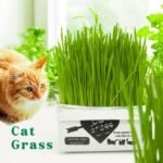 Cat Grass Magic Bag, 3 Bags, Indoor Cat Grass kit (Easy to Operate) Open The Bag and Add Water, Ready to Use in a Week Or So, Lazy Savior. - Image 4