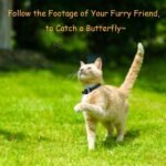 Cat Camera Collar, No WiFi Needed No APP,Cat Collar Camera with Video Record, Body Camera for Cat/Dog Recording,Camera for Cat Collar,Pet Collar Camera Outdoor, Dog/Cat Birthday Gift - Image 3