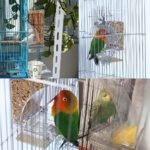 Hamiledyi No Mess Bird Cage Feeder 2Pack Automatic Parrot Seed Feeders with Perch Acrylic Transparent Seed Food Container Cage Accessories for Small and Medium Lovebirds Parakeets - Image 6
