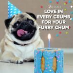 Dog Birthday Cake for Dogs to Eat - Rice Cake Based Dessert Made with Dog Birthday Treats and Human Grade Ingredients - Happy Birthday Dog Cake - Dog Birthday Gift for Puppy (5"x5"x5", Blue) - Image 6