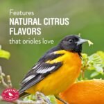 Perky-Pet 4501-6 Ready-to-Use Oriole Food, 1 Liter - Image 6