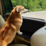 2PCS Car Door Protector for Dogs, Waterproof Anti-Scratch Protection with Pockets,Door Protectors for Vehicles - Image 8