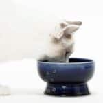 Amazon Brand Wag Dog Treats, Chicken Fillet, Furikake Cheese, 14.1 oz (400 g), Made in Japan - Image 9