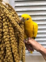 Nemeth Farms- GMO-Free Sun Dried Spray Millet | (No Stems Only Edible Tops) The Original Bird Treat and Supplement for All Pet Birds Parakeets, Cockatiels, Lovebirds and Finches 25lbs - Image 6