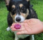 Win&Co Puppy Paws and Bones Bite Size Edition Silicone Molds Dog Snacks Home Made Treats - Image 7