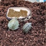 Tfwadmx Reptile Water Bowl Reptile Feeding Dish Reptile Feeder Food and Water Bearded Dragon Food Dish for Turtles, Tortoises, Snakes, Lizards, Geckos, Chameleons - Image 6