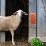 kathson Himalayan Salt Blocks for Horses Animal Salt Lick Brick Natural Mineral Pink Salt Licks for Horse Deer Cattle Sheep and Other Livestock (1 Pcs | 8 x 4 x1 Inches) - Image 4