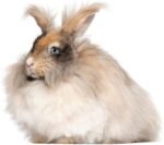 CBB Digestive Health Yellow Pellet, 8-Ounce - Image 4