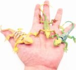 Guaishou Artificial Model Reptile Lizard Animal Figures Kids Gift 12pcs - Image 3