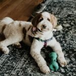 Himalayan Dog Chew Jughead Slim Dog Chew Holder, Secures Chews for Dogs, Chew Smarter and Longer, Stimulate Your Dog, Holds Yak Chews or Bully Sticks, 1 Dog Toy - Image 3