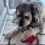 SPOT Treat Holder- Safety Device Bully Stick Holder & Yak Cheese Holder for Small and Medium Dogs, to Help Prevent Choking, 4.5in - Image 10