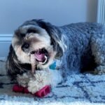 SPOT Treat Holder- Safety Device Bully Stick Holder & Yak Cheese Holder for Small and Medium Dogs, to Help Prevent Choking, 4.5in - Image 11