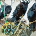 Besimple 2 Pack Horse Treat Ball Hay Feeder Toy, Goat Feeder Ball Hanging Feeding Toy for Horse Goat Sheep Relieve Stress (Colorful) - Image 7