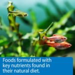 API Vacation Pyramid Fish Feeder 14-Day 1.2-Ounce Automatic Fish Feeder (3-Pack) - Image 7