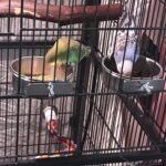 kathson 4 Pcs Stainless Steel Bird Feeding Bowl,Parrot Feeder Dish Cups Birds Cage Water Food Bowls Coop Cup with Clamp Holder for Parrots Cockatiel Budgies Parakeet Lovebird(L) - Image 6