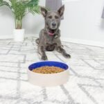 SPOT Standard Crock Dish - Heavy Duty, Non-Slip, Round Ceramic Food/Water Bowl for Pets, Ideal for Medium to Large Dogs or Multiple Animals, Dishwasher Safe - 9.5 in, 8 Cups, (64 Oz) - Image 9