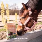 Hilton Herbs Herballs, Green, 4.4lb Bag - Image 4