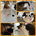 Interactive Robot Fish Toys for Cat/Dog(6 Pcs), Activated Swimming in Water with LED Light, Swimming Bath Plastic Fish Toy Gift to Stimulate Your Pet's Hunter Instincts - Image 8