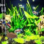 Shrimp Feeding Tube and Dish Set Aquarium Fish Feeder Tube Clear Shrimp Feeder Fish Tank Feeding Supplies with Feeding Ring Cleaning Brush for Fish Tank Aquarium - Prevent Food Scattering - Image 8