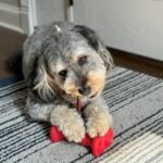 SPOT Treat Holder- Safety Device Bully Stick Holder & Yak Cheese Holder for Medium and Large Dogs, to Help Prevent Choking, 6in - Image 9