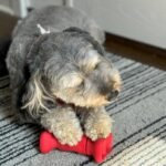 SPOT Treat Holder- Safety Device Bully Stick Holder & Yak Cheese Holder for Medium and Large Dogs, to Help Prevent Choking, 6in - Image 10