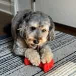 SPOT Treat Holder- Safety Device Bully Stick Holder & Yak Cheese Holder for Medium and Large Dogs, to Help Prevent Choking, 6in - Image 11