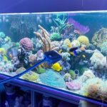 3 PCS Double-Sided Aquarium Fish Tank Algae Cleaning Brush with Non-Slip Handle, Sponge Scrubber Cleaner for Glass Aquariums and Home Kitchen - Image 3