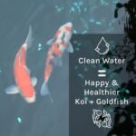 MICROBE-LIFT PL Pond Bacteria and Outdoor Water Garden Cleaner, Safe for Live Koi Fish, Plant Life, and Decor, 16 Ounces - Image 4