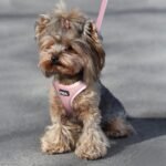 Fida Cat Harness and Leash Set for Walking Kitten and Puppy, Escape Proof Kitten Harness with Breathable Lightweight Soft Mesh, Adjustable Reflective Step-in Design. (XXXS, Pink) - Image 8