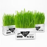 Cat Grass Magic Bag, 3 Bags, Indoor Cat Grass kit (Easy to Operate) Open The Bag and Add Water, Ready to Use in a Week Or So, Lazy Savior. - Image 2