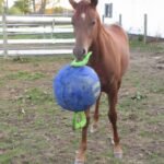 Horsemen's Pride 14" Jolly Tug Horse Toy, Blue (JT14 B),All Breed Sizes - Image 4