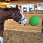 Horsemen's Pride 14" Jolly Tug Horse Toy, Blue (JT14 B),All Breed Sizes - Image 5