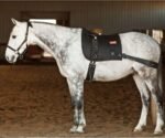 Equicore Concepts Complete System, Regular Size, Full Horse - Image 4