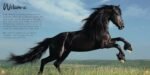 The Book of Horses: The ultimate guide to horses around the world - Image 3