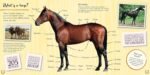 The Book of Horses: The ultimate guide to horses around the world - Image 4