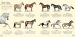 The Book of Horses: The ultimate guide to horses around the world - Image 5