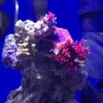 Seachem Prime Fresh and Saltwater Conditioner - Chemical Remover and Detoxifier 20L / 5.3 gal - Image 4