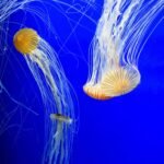 Seachem Prime Fresh and Saltwater Conditioner - Chemical Remover and Detoxifier 20L / 5.3 gal - Image 5