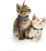 SuperBuddy Cat Collars Breakaway with Bell - 4 Pack Cat Safety Collars for Boys & Girls - Safety Buckle Kitten Collar for Pet Supplies,Stuff,Accessories - Image 7