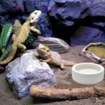 3 Pcs Reptile Food Bowl, Ceramic Water Feeder Bowl for Lizard Anoles Bearded Dragons Crested Gecko Hermit Crabs Triangular - Image 6