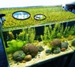 5pcs Aquarium Floating Plant Rings, Foam Floating Plant Corral Fish Feeding Rings Fish Tank Food Ring for Keeping Floating Plants in Place (Black) - Image 8