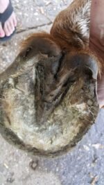 Big Mare Horse Thrush Spray | Clinically Proven Effective On Thrush. No Sting, No Stain Formulation. Veterinary Approved & Recommended. - Image 3