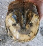 Big Mare Horse Thrush Spray | Clinically Proven Effective On Thrush. No Sting, No Stain Formulation. Veterinary Approved & Recommended. - Image 4