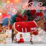 6 Pcs Christmas Horse Toy Accessories Include Horse Tack Blanket Horse Toy Bridle Model Horse Leg Wraps, Red and White - Image 5