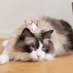 Adorable Pink Satin Crown Hat Hair Clip for Cats and Small Dogs for Parties & Holidays Costume Outfit Accessories for Cats Kitten Puppy Rabbit - Image 5